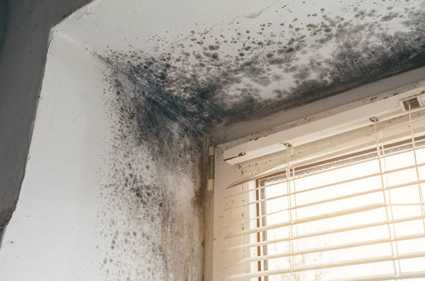 Affordable Mold Remediation solutions in The Colony, TX