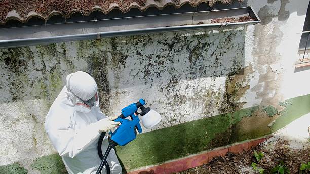 Top rated local Mold Remediation specialists in The Colony, TX